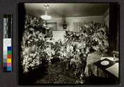 [Hazel Thompson in her coffin]