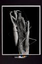 [Praying Mantises]