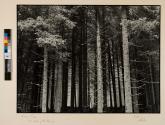 Moravian Forest from North of the Danube