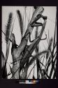 [Praying Mantis]