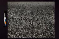 [Flock of birds]