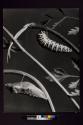 [Two insects on plant stems]
