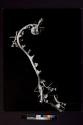 [Insects on a branch]
