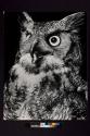 [Horned Owl]