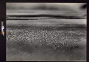 [Flock of birds by the sea]