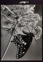 [Butterfly]