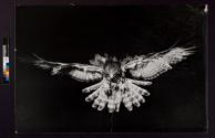 [Flying Bird]