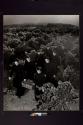 Jesuits gathering grapes, novitiate near San Jose, California.