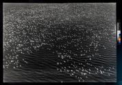 [Migrating Snow Geese]