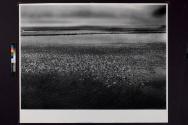 [Snow Geese landing]