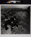 [Novices gathering in grapes from the vineyard of the Sacred Heart Novitiate, at Los Gatos, California.]