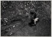 [Dead skunk]