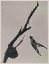 Pajaro Crepsucular que Mecido por El Viento