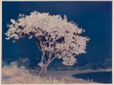 [Tree]