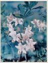 [Flower study]