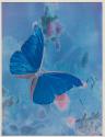 [Butterfly]