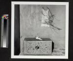 Cat in Box