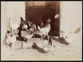 [Rooster and chickens]