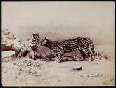 [Two ocelots]