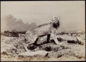 [Wild cat, possibly a lynx]