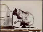 [Cat next to bird cage]
