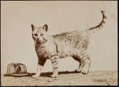 [Cat standing next to mouse in cage]