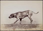 [Dog]