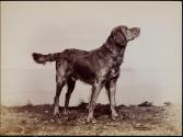 [Dog standing alert]
