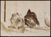 [Turkeys]