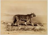 [Tiger]
