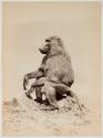 [Ape]