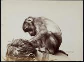[Monkey grooming man]