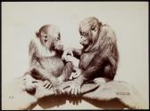 [Two orangutans sitting face to face]