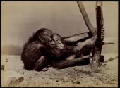 [Orangutans embracing]