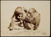 [Two orangutans interacting]