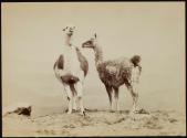 [Two llamas standing together]