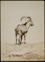 [Kozica (Mountain Goat)]
