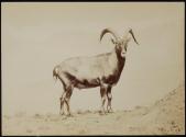 [Kozica (Mountain Goat)]