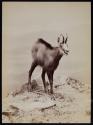 [Kozica (Mountain Goat)]
