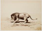 [Male lion, crouching]