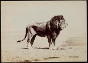 [Lion (male)]