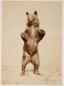 [Grizzly Bear]