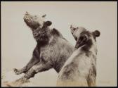 [Two bears]