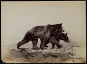 [Two bears walking]