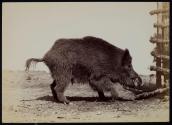 [Wild Boar]