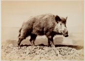 [Wild Boar]