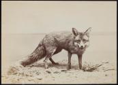 [Fox]