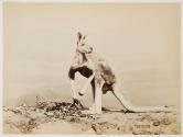 [Kangaroo]