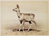 [Deer]