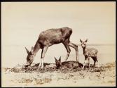 [Doe with two fawns]